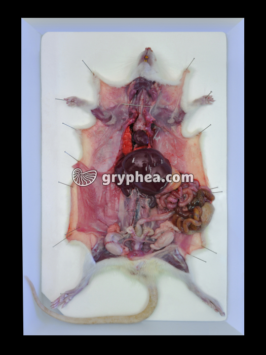 Rat - anatomie interne (appareil digestif, appareil respiratoire, appareil reproducteur) - gryphea.com